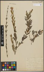 Foto von Salix purpurea subsp. amplexicaulis (Bory) C. K. Schneid.